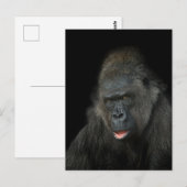 Carte Postale Gorilla Biddy Classic (Devant / Derrière)