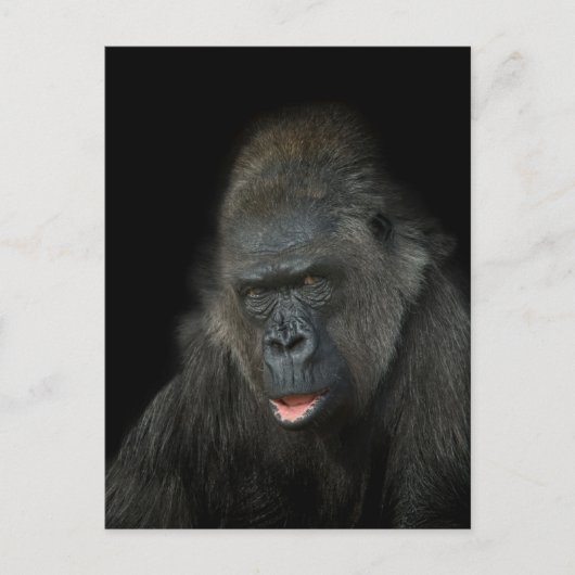 Carte Postale Gorilla Biddy Classic (Devant)