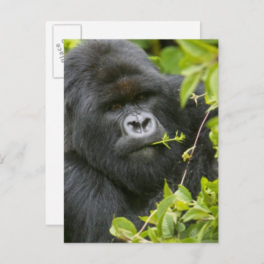 Carte Postale Gorilla de Silverback Mountain (Devant / Derrière)