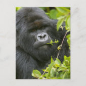 Carte Postale Gorilla de Silverback Mountain (Devant)