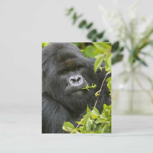 Carte Postale Gorilla de Silverback Mountain (Debout devant)