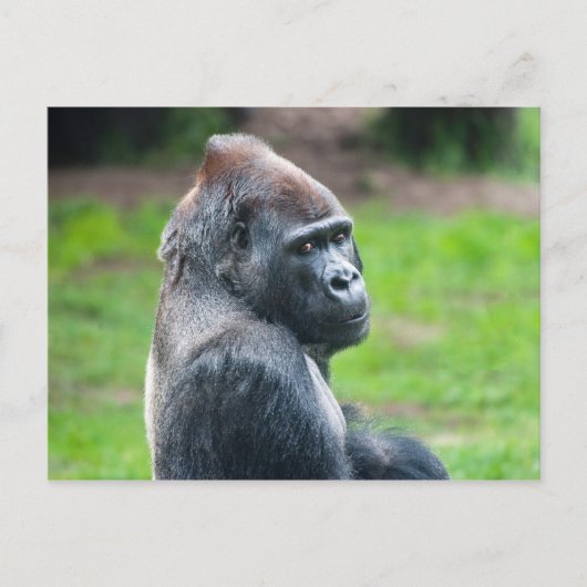 Carte Postale Gorilla des basses terres occidentales (Devant)