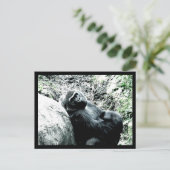 Carte Postale Gorilla Diva (Debout devant)