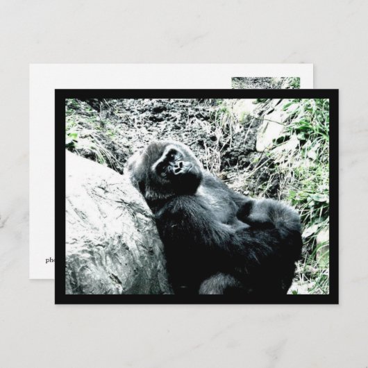 Carte Postale Gorilla Diva (Devant / Derrière)