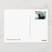 Carte Postale Gorilla Diva (Dos)