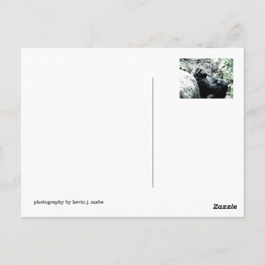 Carte Postale Gorilla Diva (Dos)