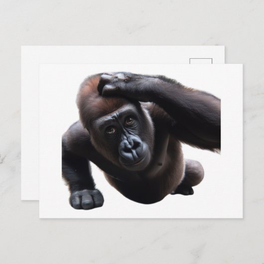 Carte Postale Gorilla doing push-ups. (Devant / Derrière)