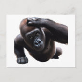 Carte Postale Gorilla doing push-ups. (Devant)