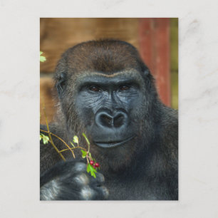 Carte Postale Gorilla Et Ses Berries