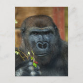 Carte Postale Gorilla Et Ses Berries (Devant)
