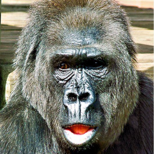 CARTE POSTALE GORILLA FRAÎCHE