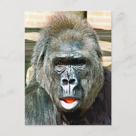 CARTE POSTALE GORILLA FRAÎCHE (Devant)