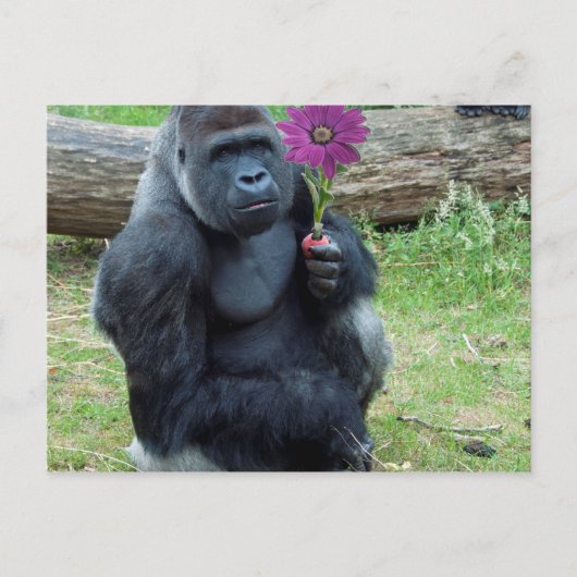 Carte Postale Gorilla Holding Flower (Devant)
