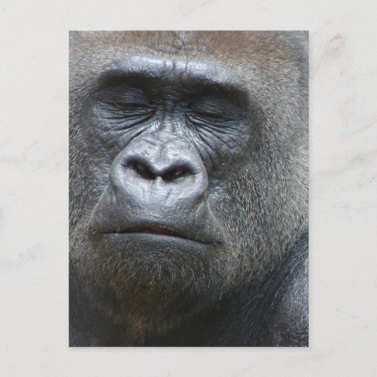 Carte postale Gorilla Look (Devant)