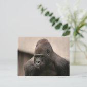 Carte Postale Gorilla Oscar 8645 (Debout devant)