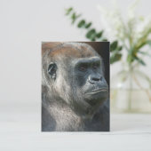Carte Postale Gorilla Ozala (Debout devant)