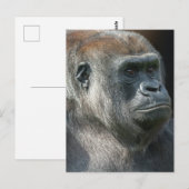 Carte Postale Gorilla Ozala (Devant / Derrière)