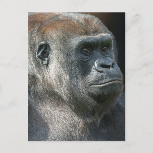 Carte Postale Gorilla Ozala (Devant)
