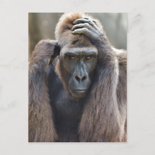 Carte Postale Gorilla Pose