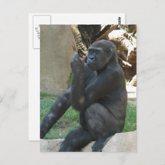 Carte postale Gorilla réfléchie (Devant / Derrière)