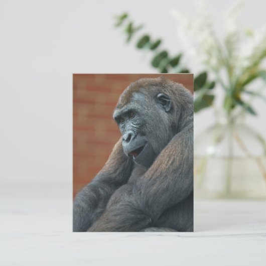 Carte Postale Gorilla Shufai (Debout devant)