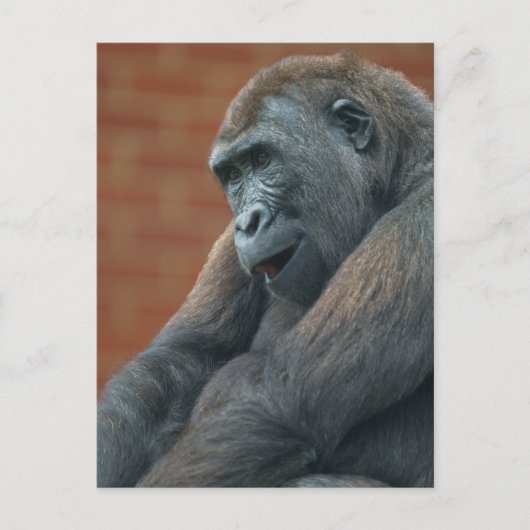 Carte Postale Gorilla Shufai (Devant)