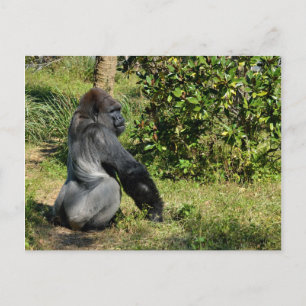 Carte Postale Gorilla Silverback