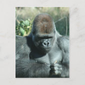Carte Postale Gorilla Silverback (Devant)