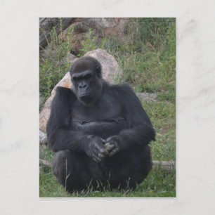 Carte Postale Gorilla sitting