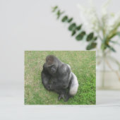 Carte Postale Gorilla Stare (Debout devant)