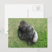 Carte Postale Gorilla Stare (Devant / Derrière)