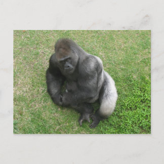 Carte Postale Gorilla Stare