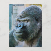 CARTE POSTALE GORILLAS (Devant)