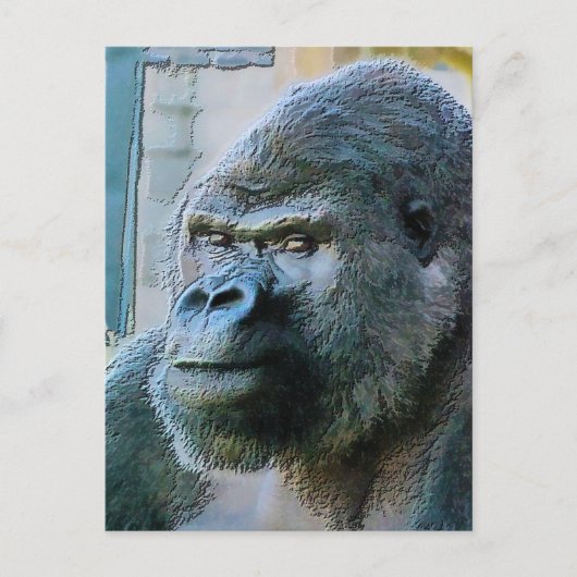 CARTE POSTALE GORILLAS (Devant)