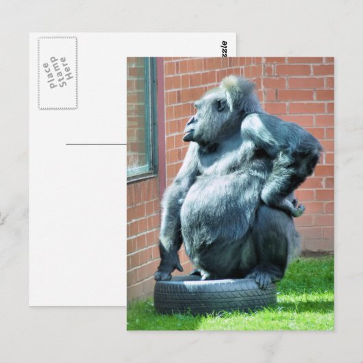 CARTE POSTALE GORILLAS (Devant / Derrière)