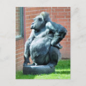 CARTE POSTALE GORILLAS (Devant)