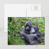 Carte postale Gorillas-Rwanda (Devant / Derrière)