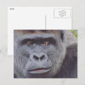 Carte Postale gorille (Devant / Derrière)