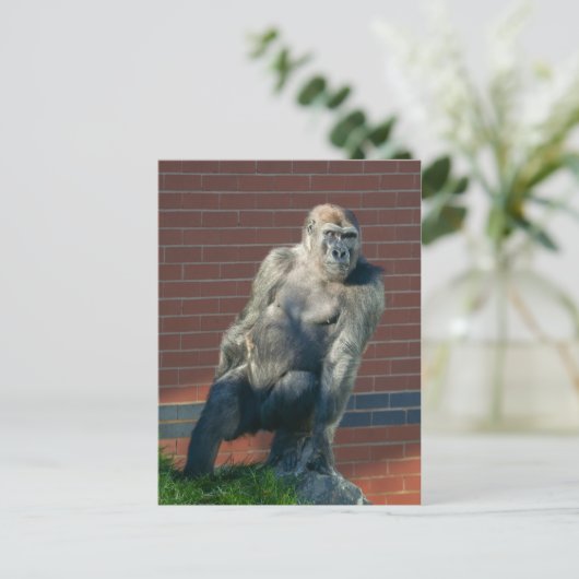 Carte Postale Gorille Assis Sur Un Rocher (Debout devant)