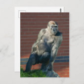 Carte Postale Gorille Assis Sur Un Rocher (Devant / Derrière)