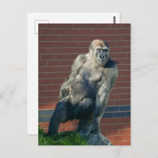 Carte Postale Gorille Assis Sur Un Rocher (Devant / Derrière)