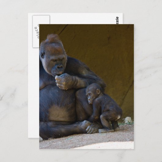 Carte Postale Gorille de bébé (Devant / Derrière)