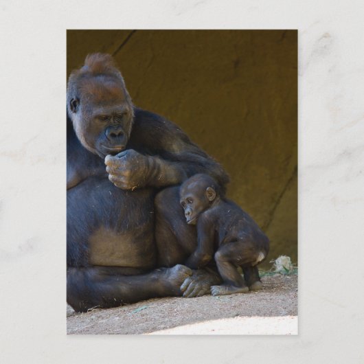 Carte Postale Gorille de bébé (Devant)