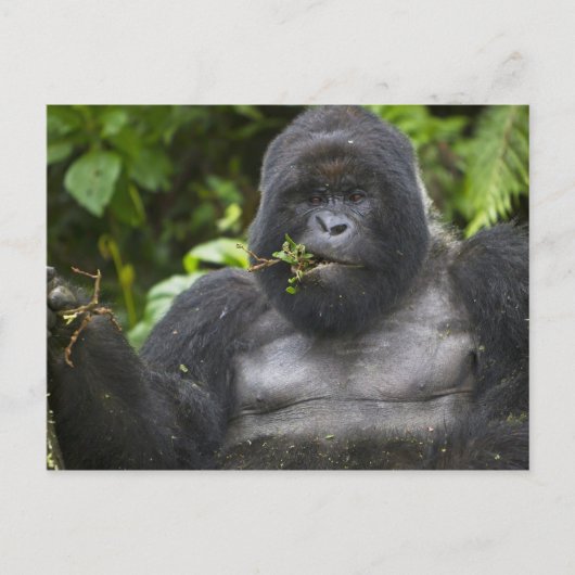 Carte Postale Gorille de montagne et Silverback (Devant)