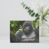 Carte Postale Gorille de montagne et Silverback (Debout devant)