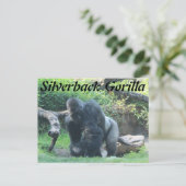 Carte Postale Gorille de Silverback # 1 (Debout devant)