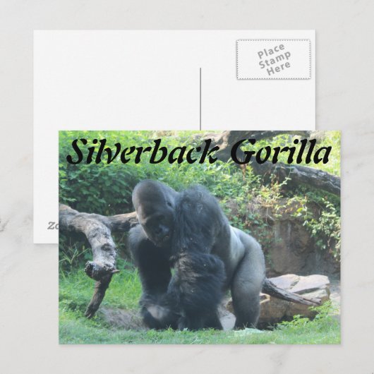 Carte Postale Gorille de Silverback # 1 (Devant / Derrière)