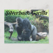 Carte Postale Gorille de Silverback # 1 (Devant)