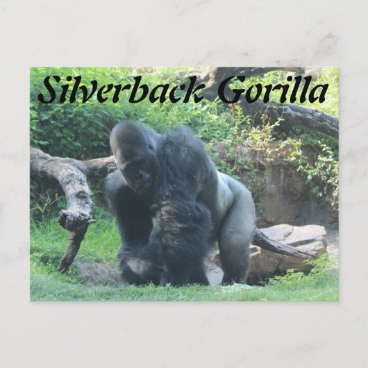 Carte Postale Gorille de Silverback # 1 (Devant)
