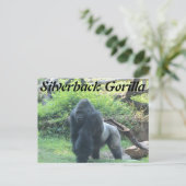 Carte Postale Gorille de Silverback # 2 (Debout devant)